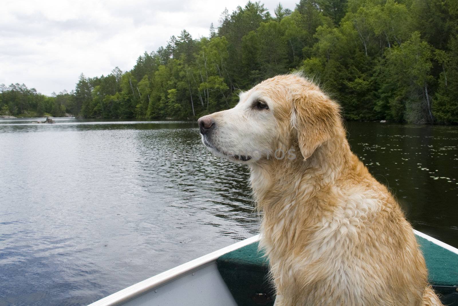 Golden retriever enjoying a boat ride.