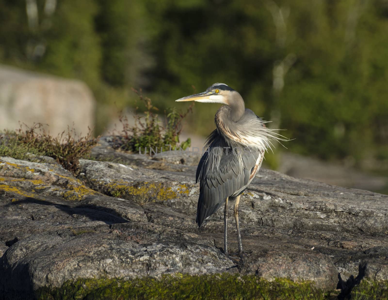 Heron with a corkscrew neck looks over his shoulder