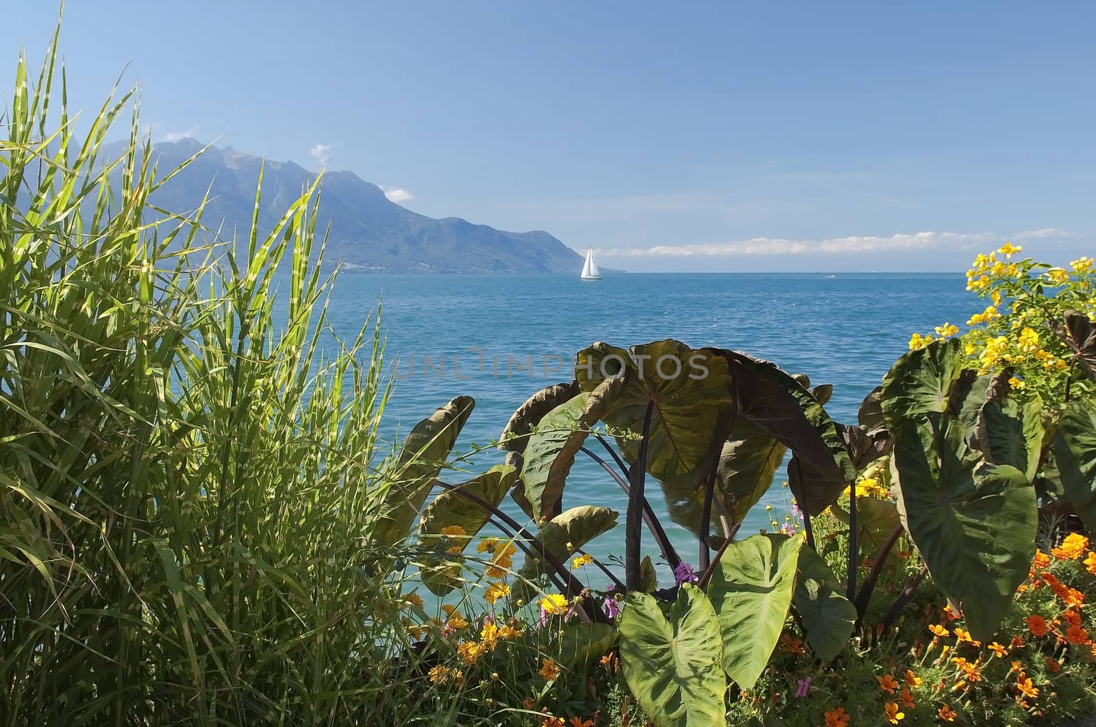 view of the lake Geneva by irisphoto4