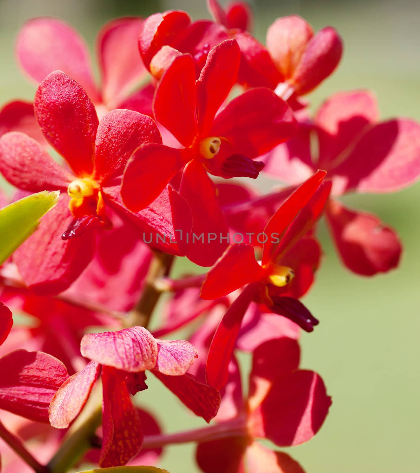 exotic orchids growing on island Bali