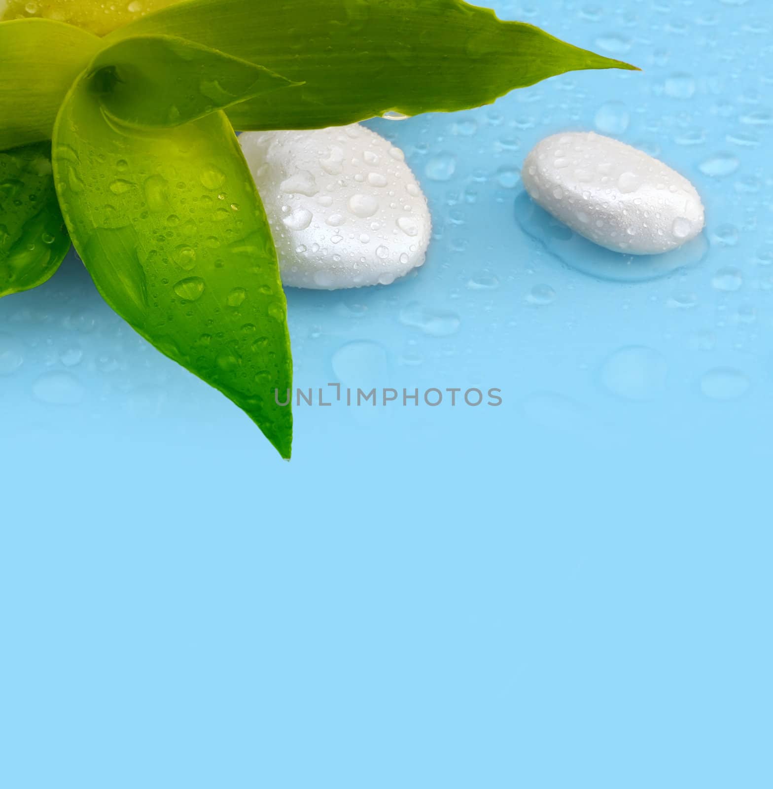 green leaf with stones