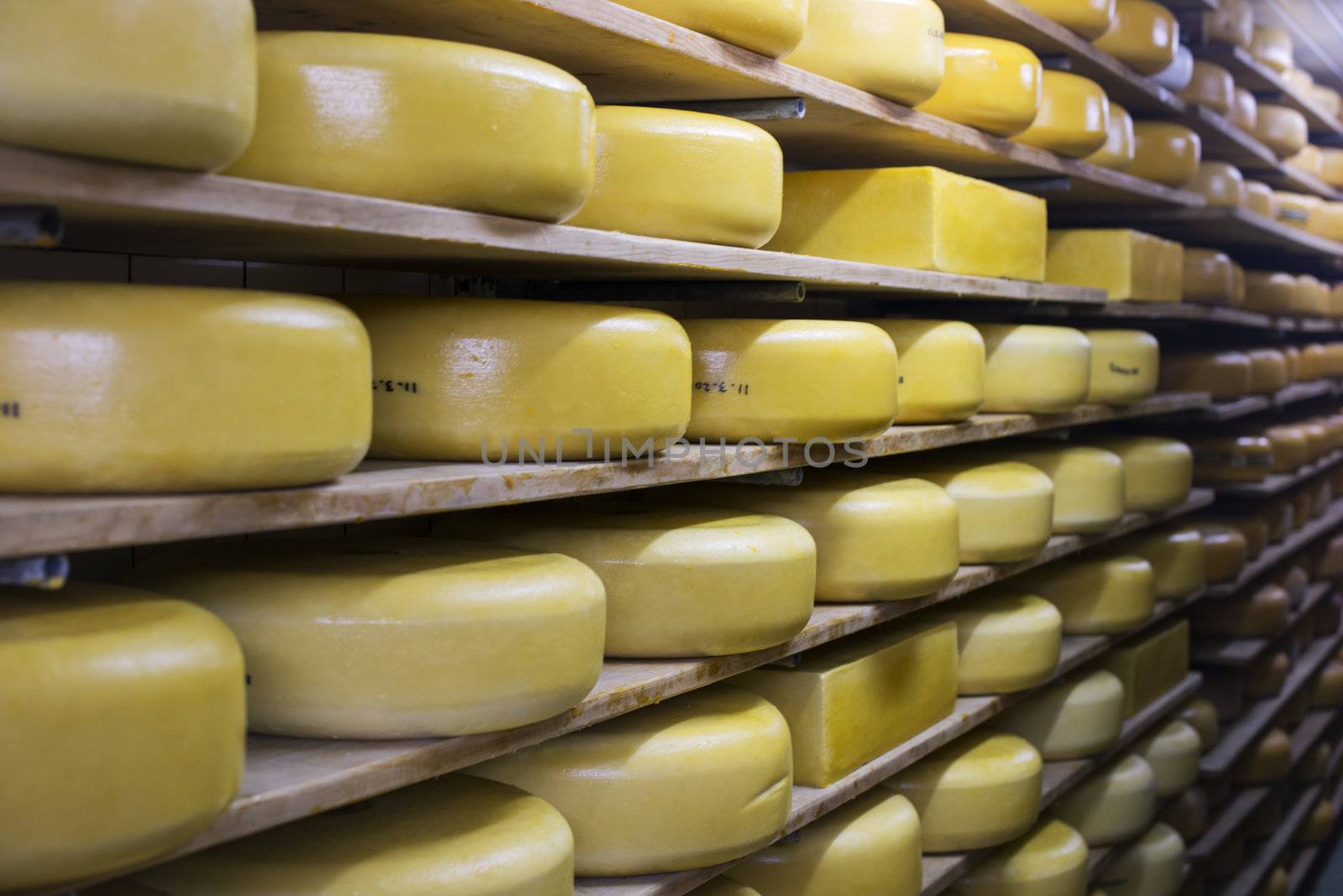 cheese factory in holland with different kinds