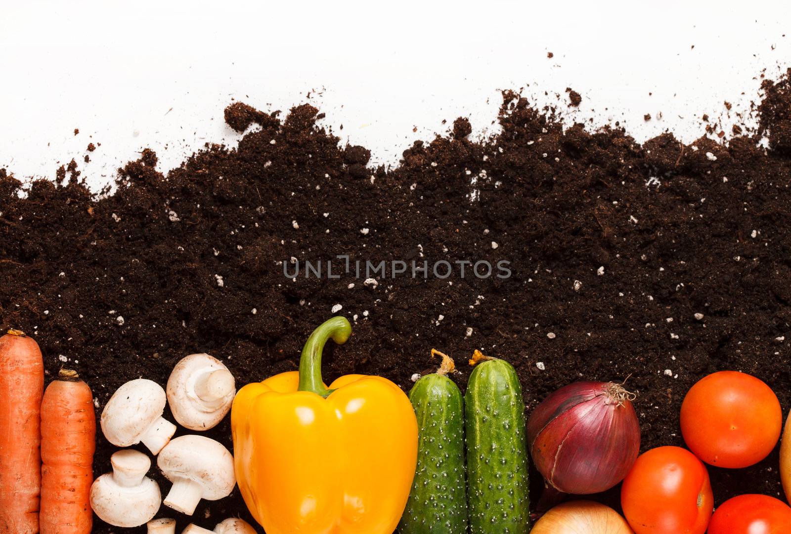 vegetables on the soil