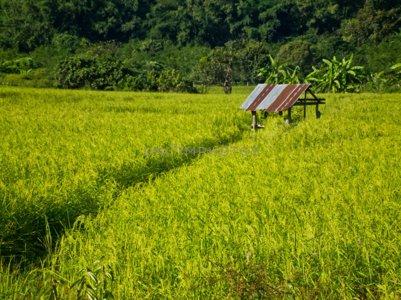 this is cottage in rice fileld ,it's have yellow and green scene