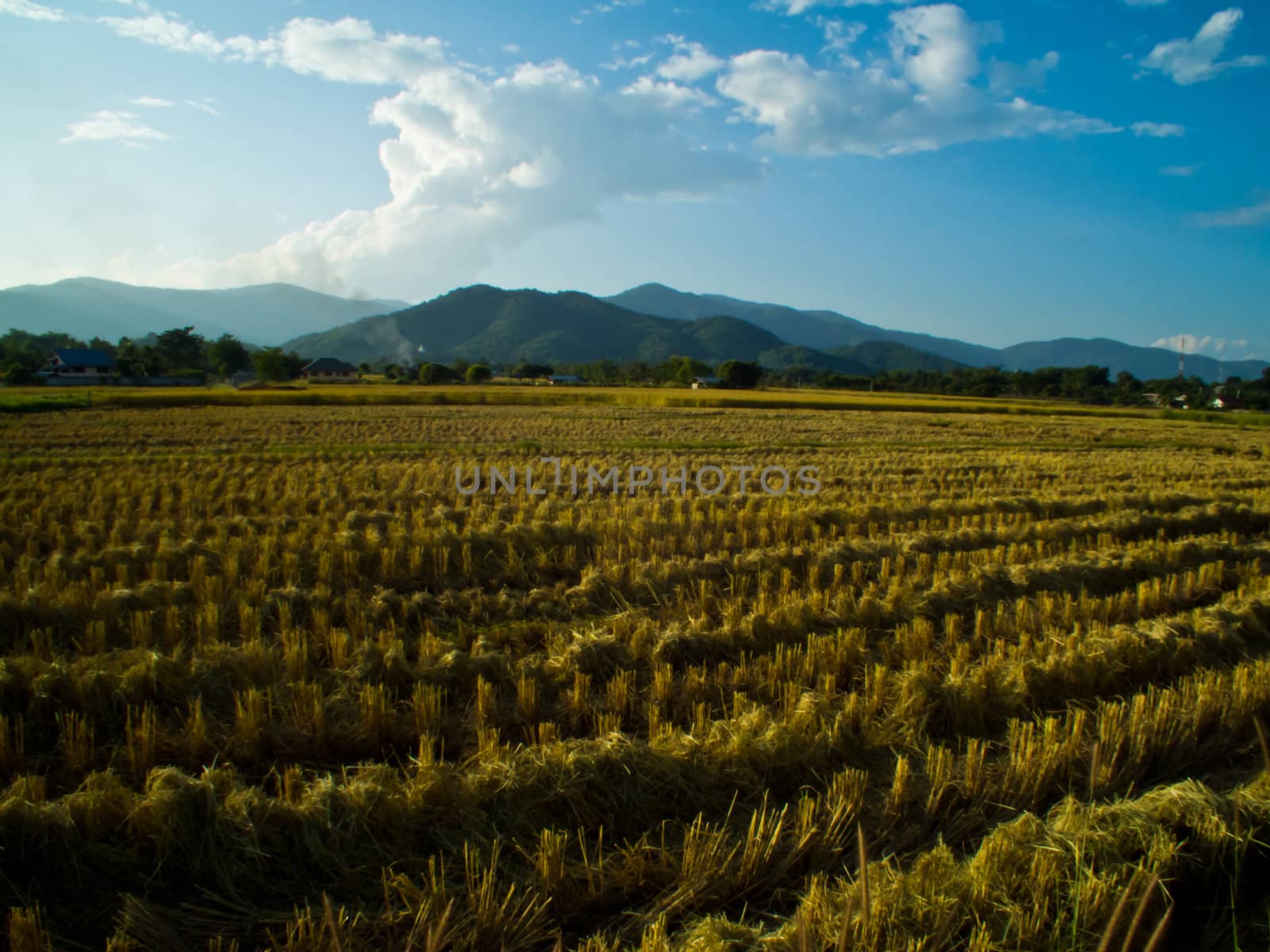 This is a rice field in the evening time