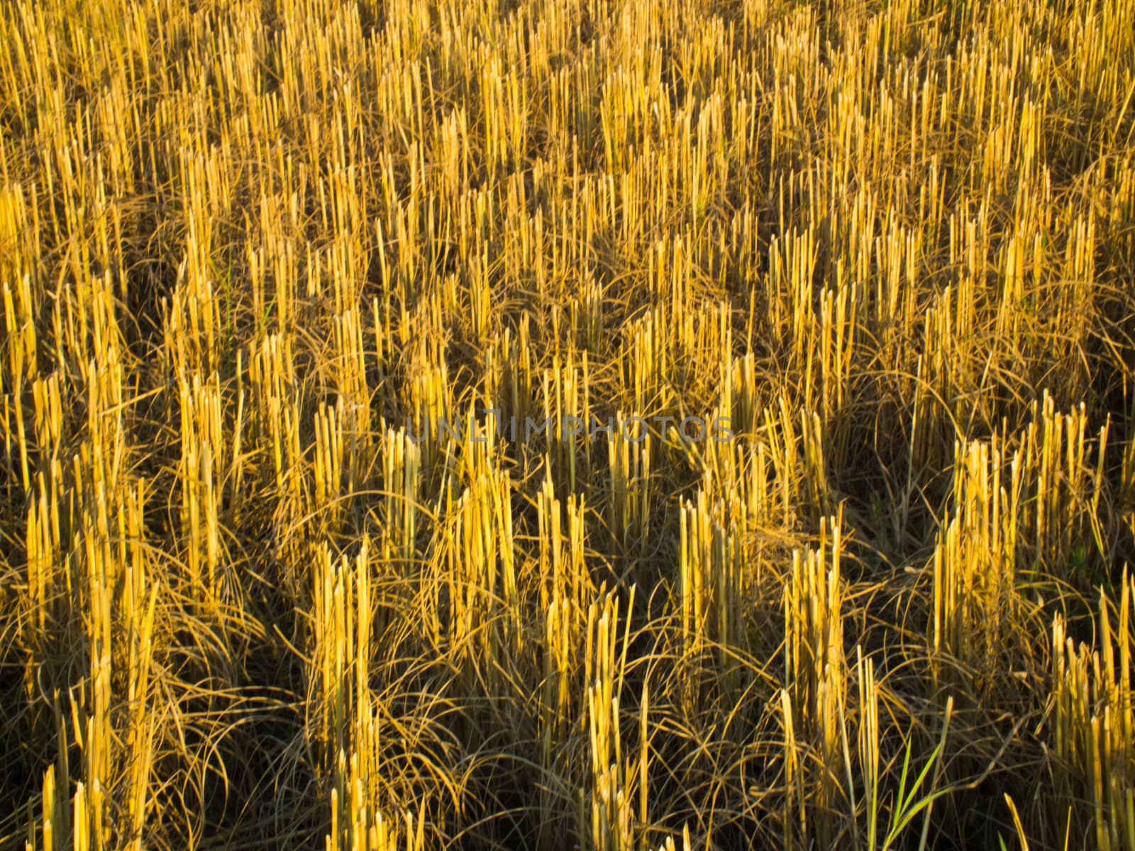 this is a pattern of rice field