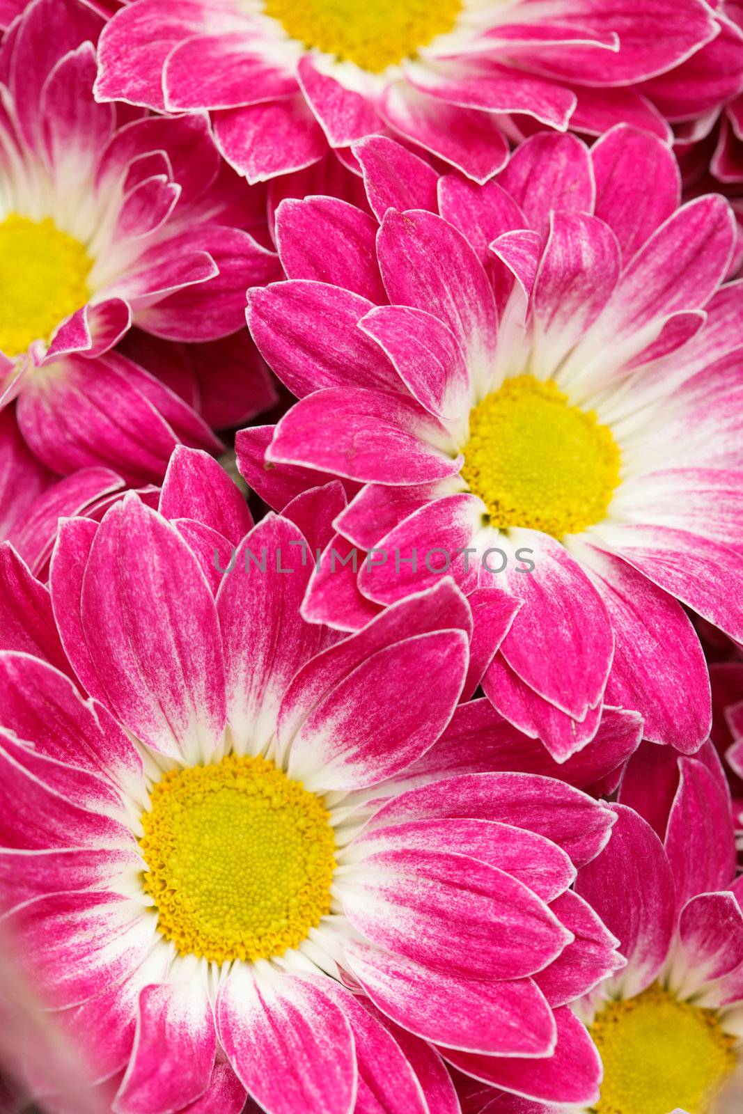 chrysanthemums as background by shebeko