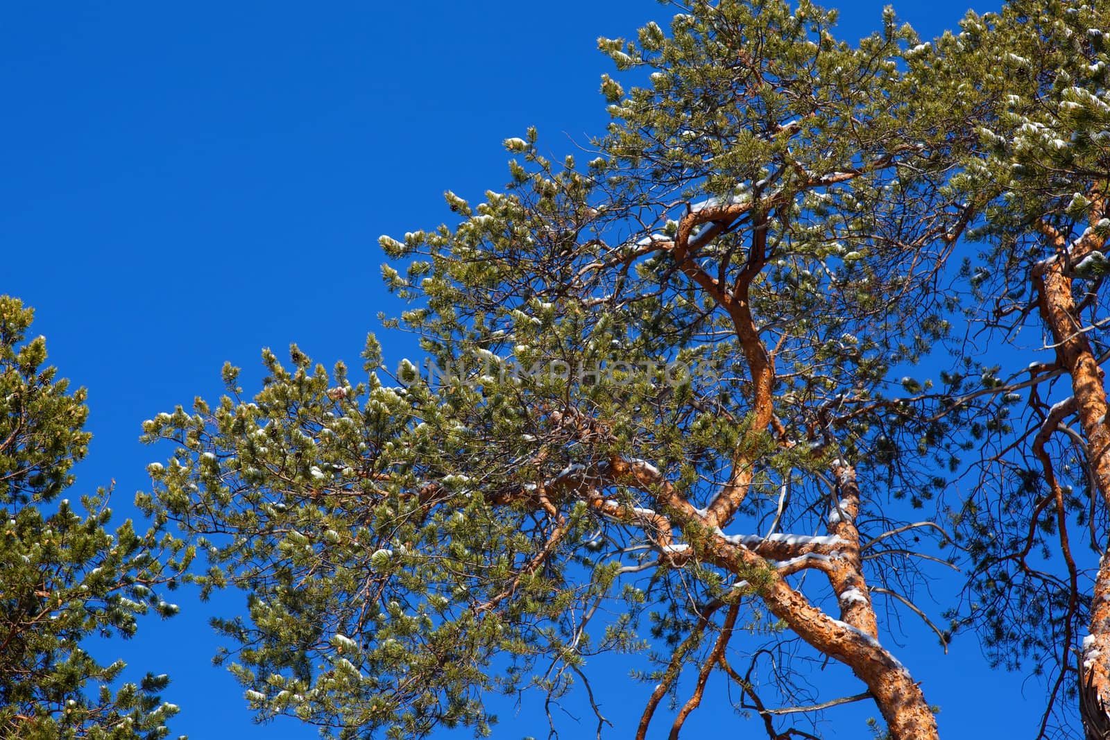 Crohn pine on a background of blue sky. Spring comes.