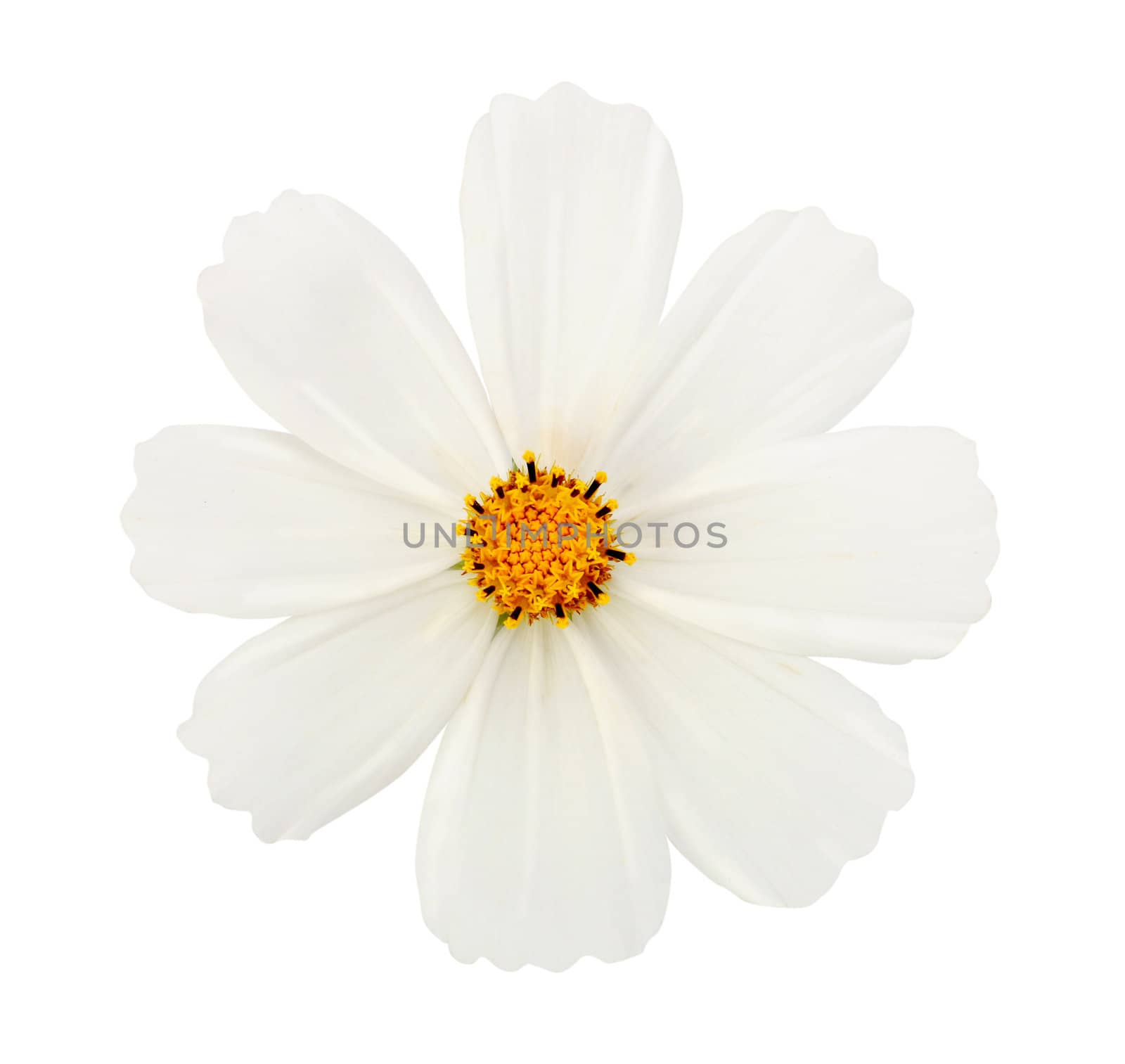 white flower isolated with clipping path by rudchenko