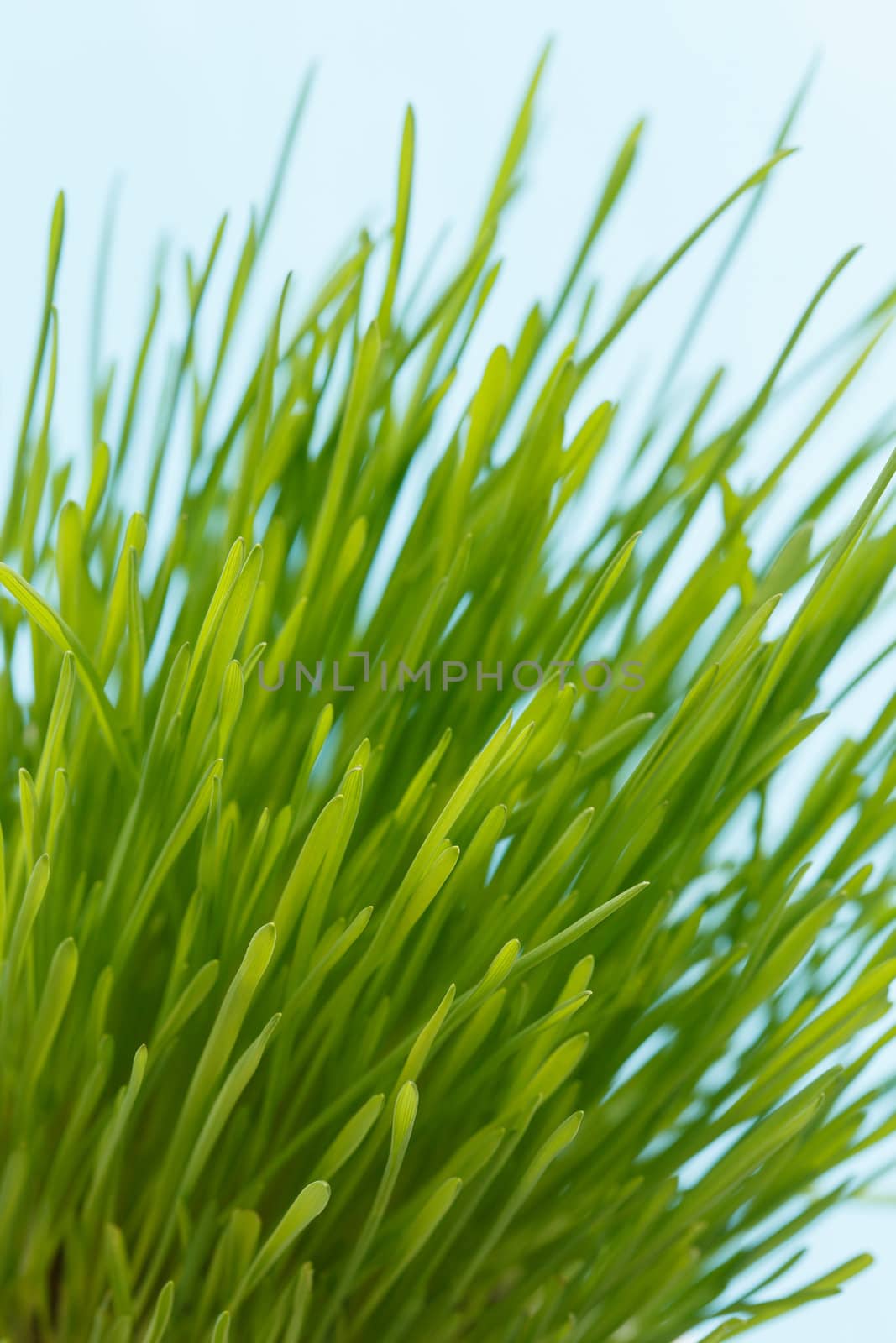 spring grass by shebeko