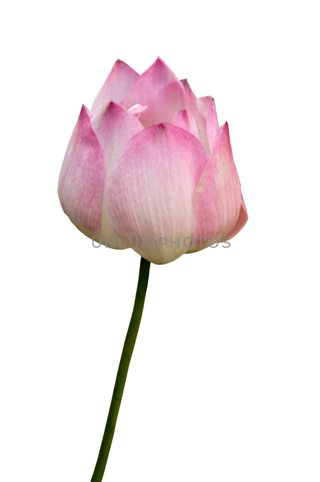 Pink lotus flower isolated on white background.