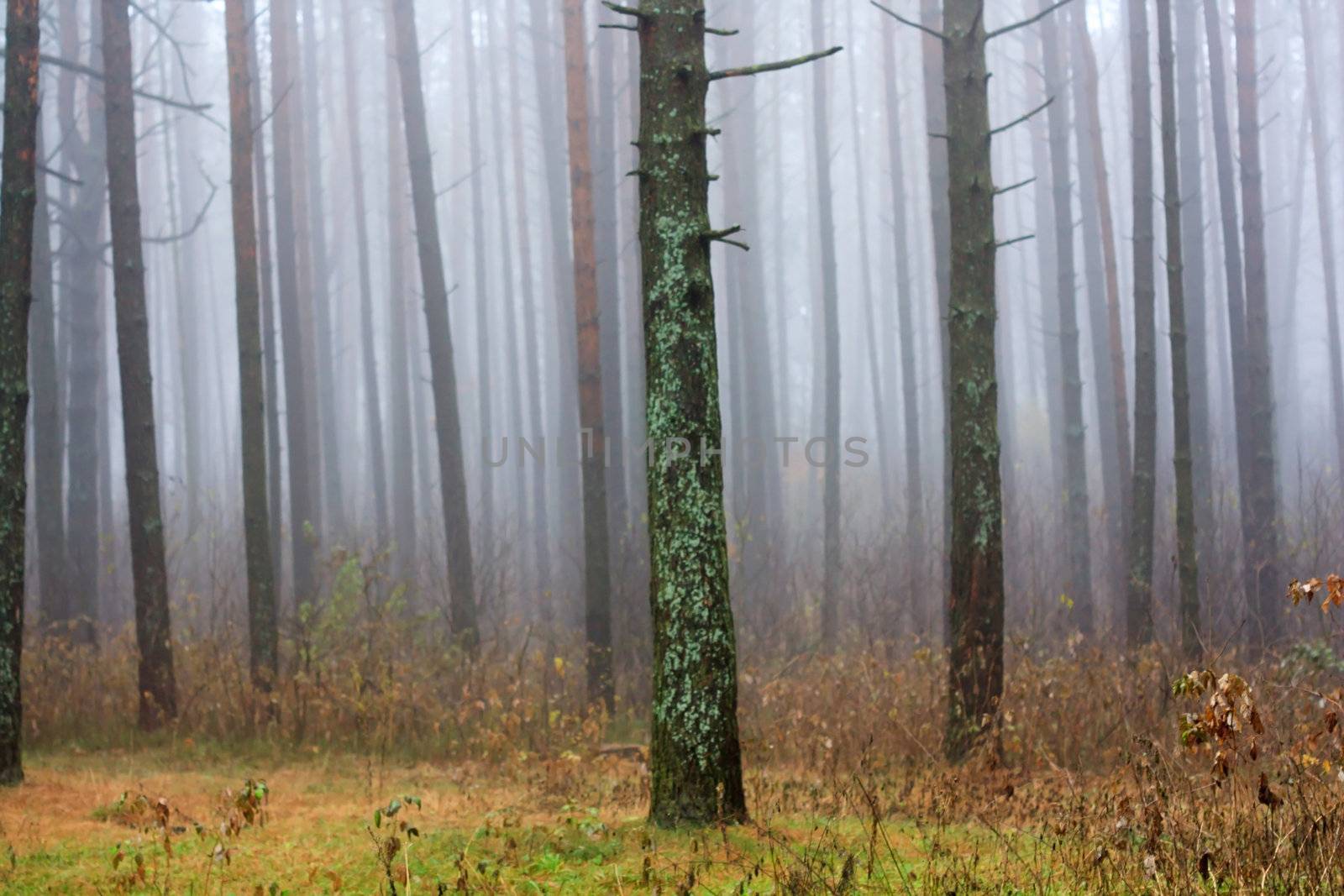 Trees in fog 