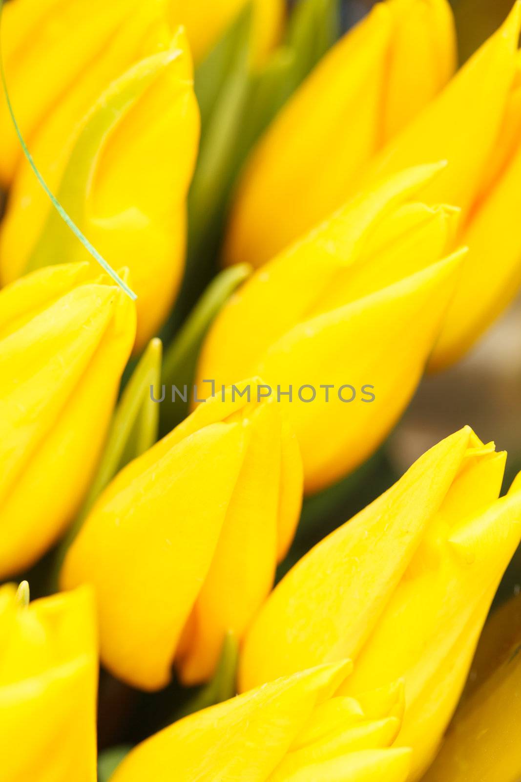 nice tulips by shebeko