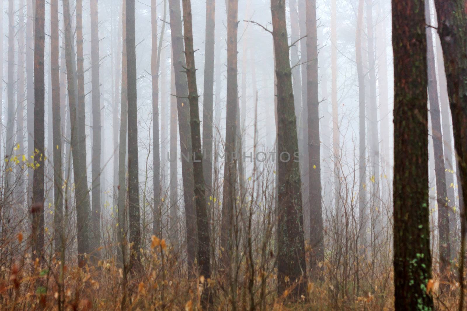 Trees in fog  by shebeko