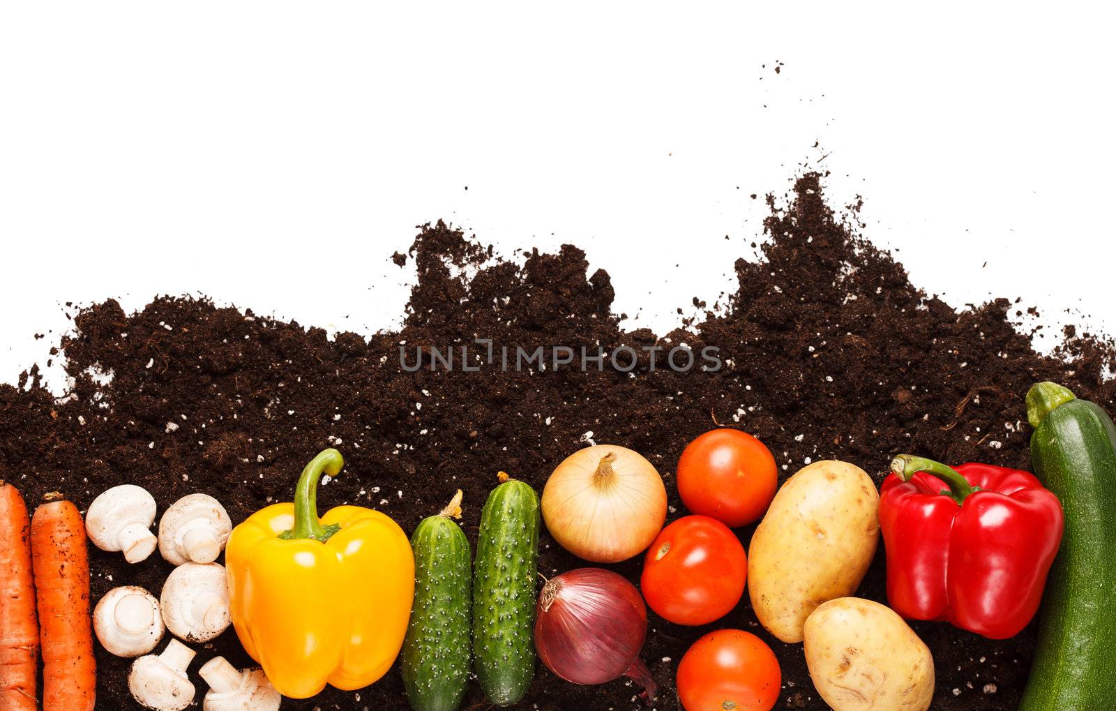 vegetables on the soil by shebeko