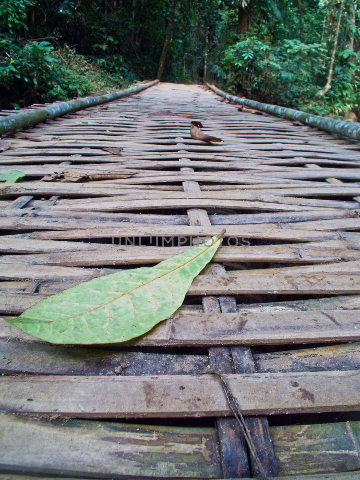 this is a geen leaf on bamboo way