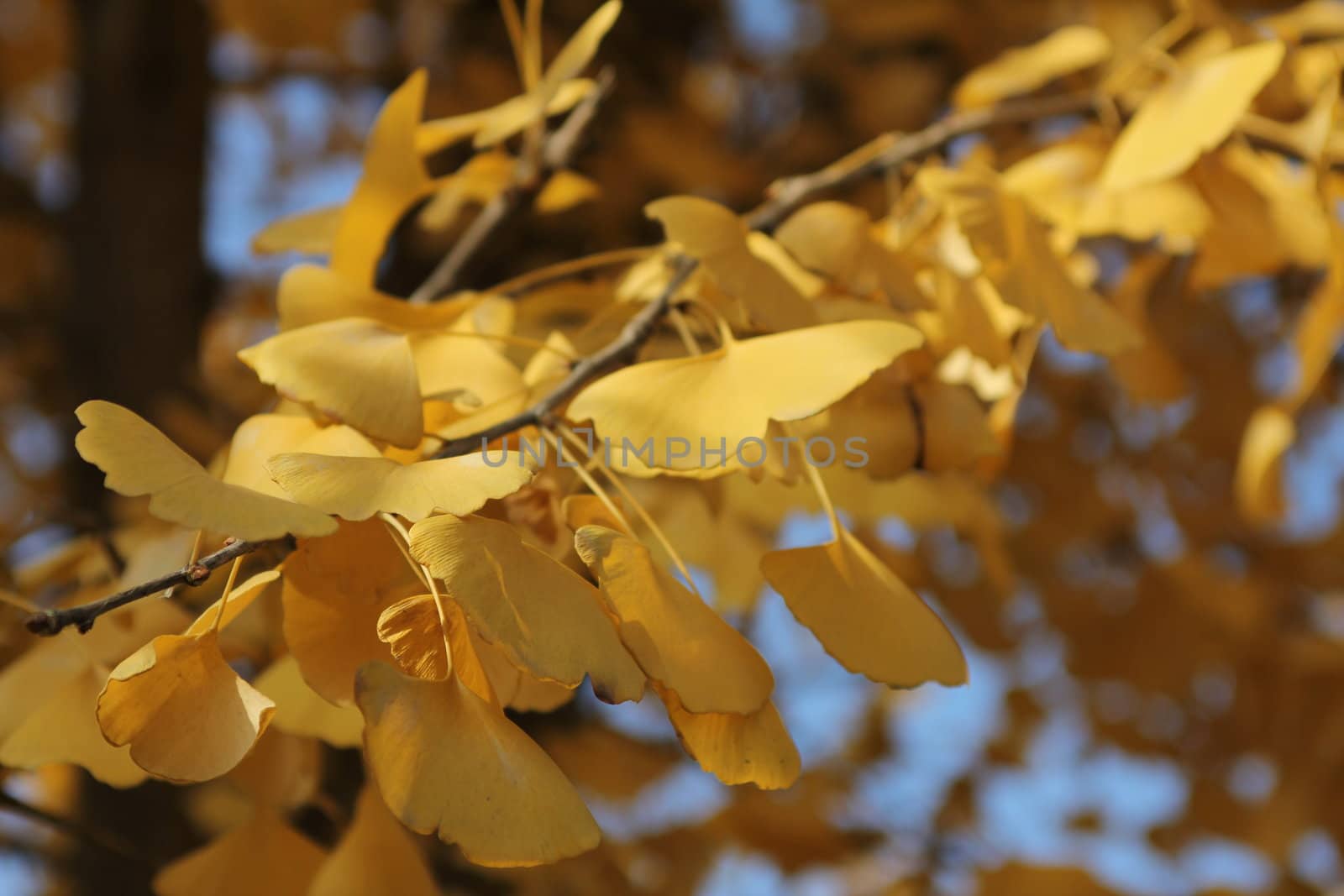Yellow leaves in a park in Beijing, China