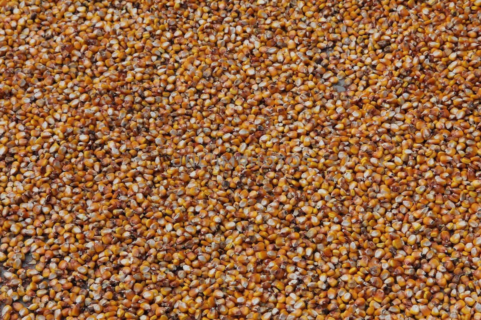 Corn drying in the street.