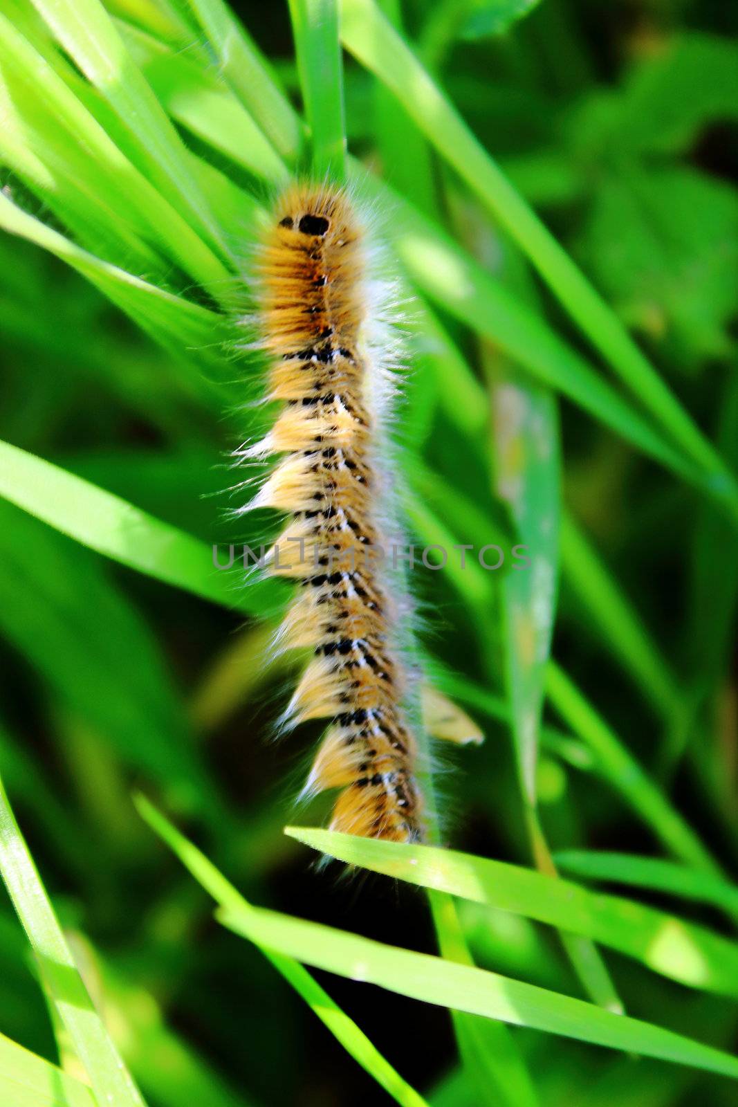 caterpillar, swallowtail, spring worm on green leaf .