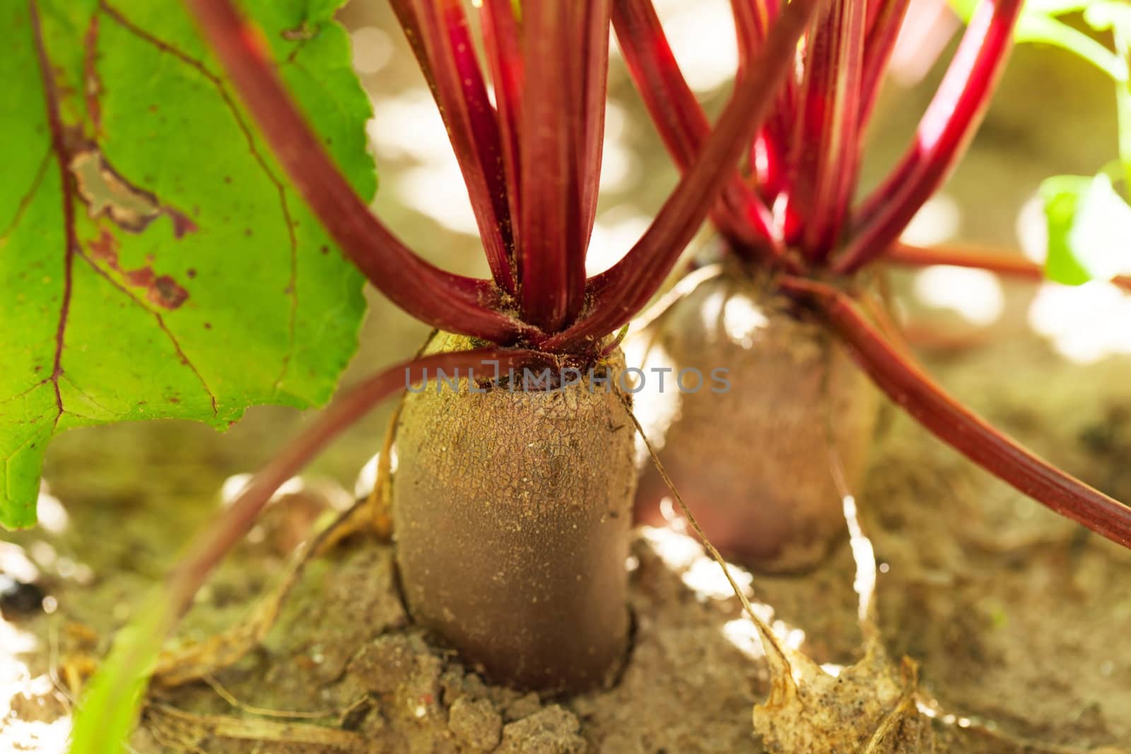 Beetroot in a vegetable garden  by shebeko