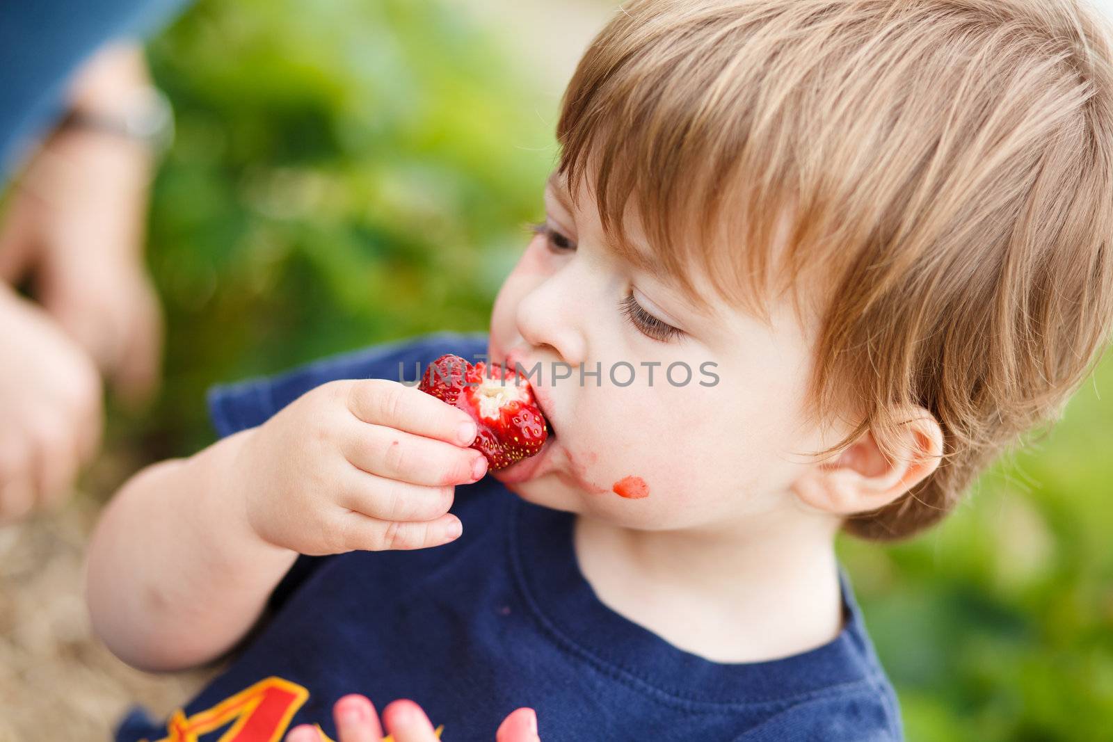 Cute little boy eating a strawberry