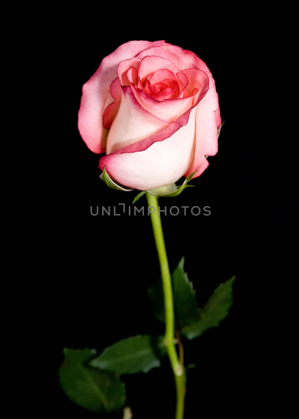 single rose