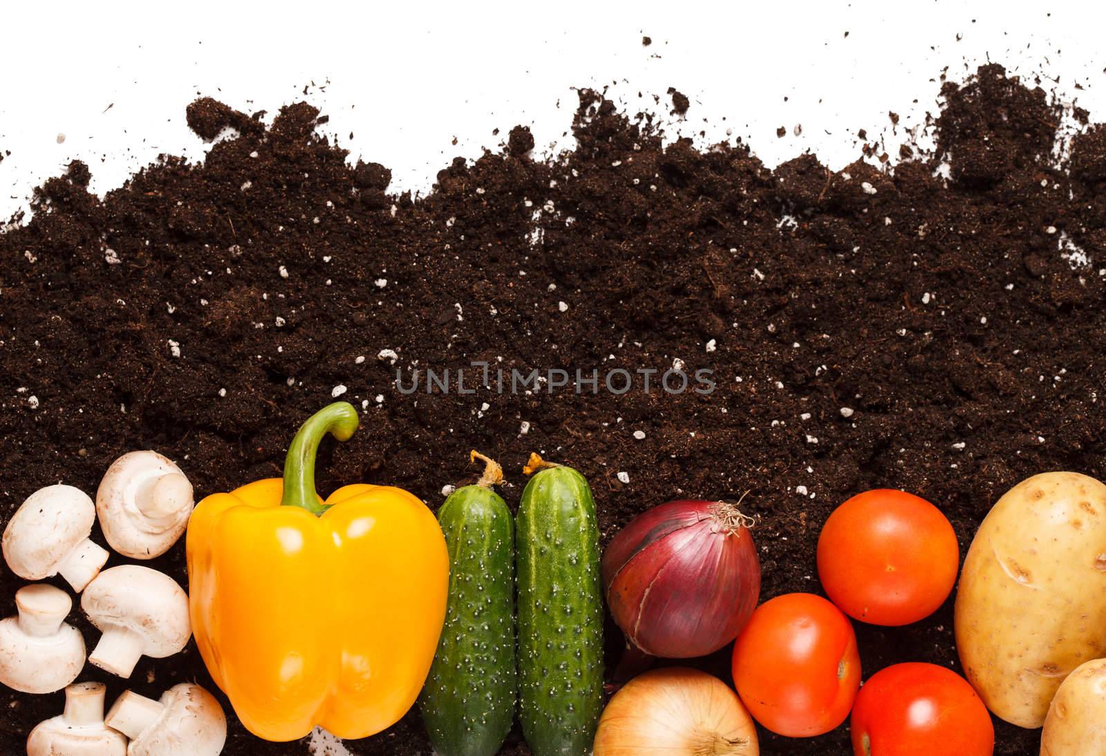 vegetables on the soil