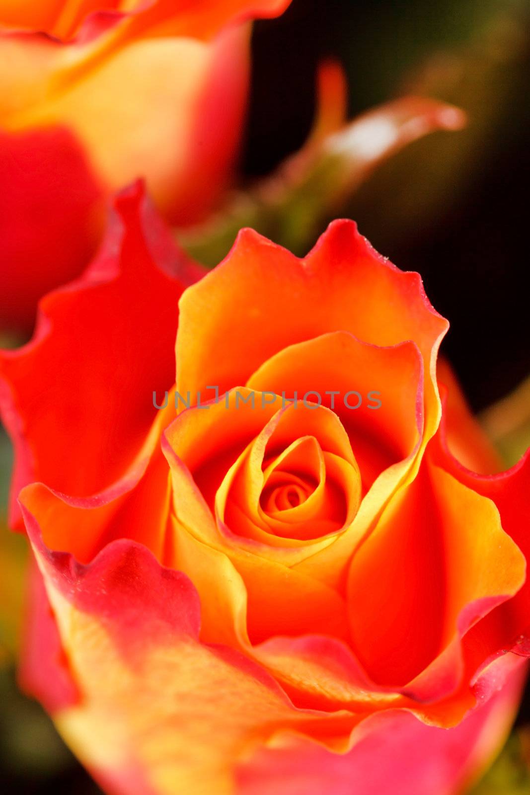 beautiful roses by shebeko