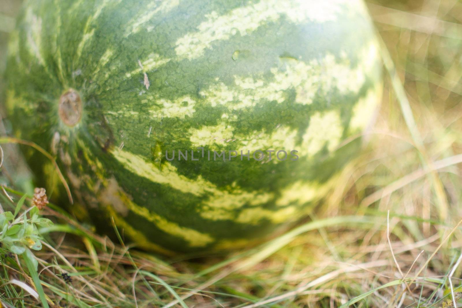 watermelon growing in the field