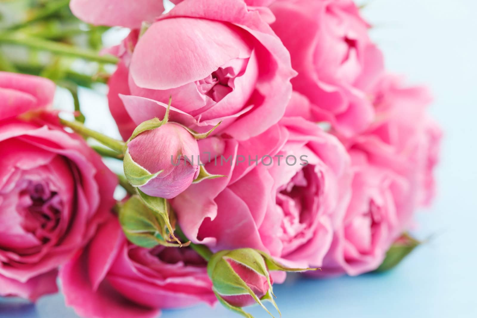 pink roses by shebeko