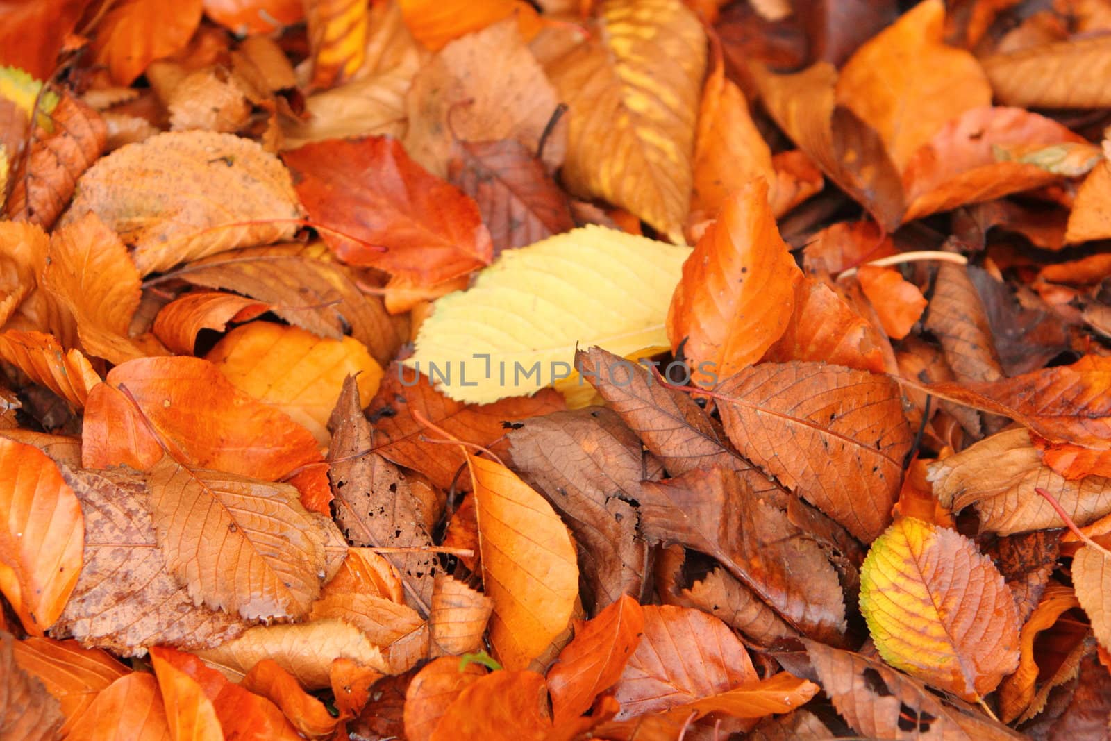 autumn leaf background by mitzy