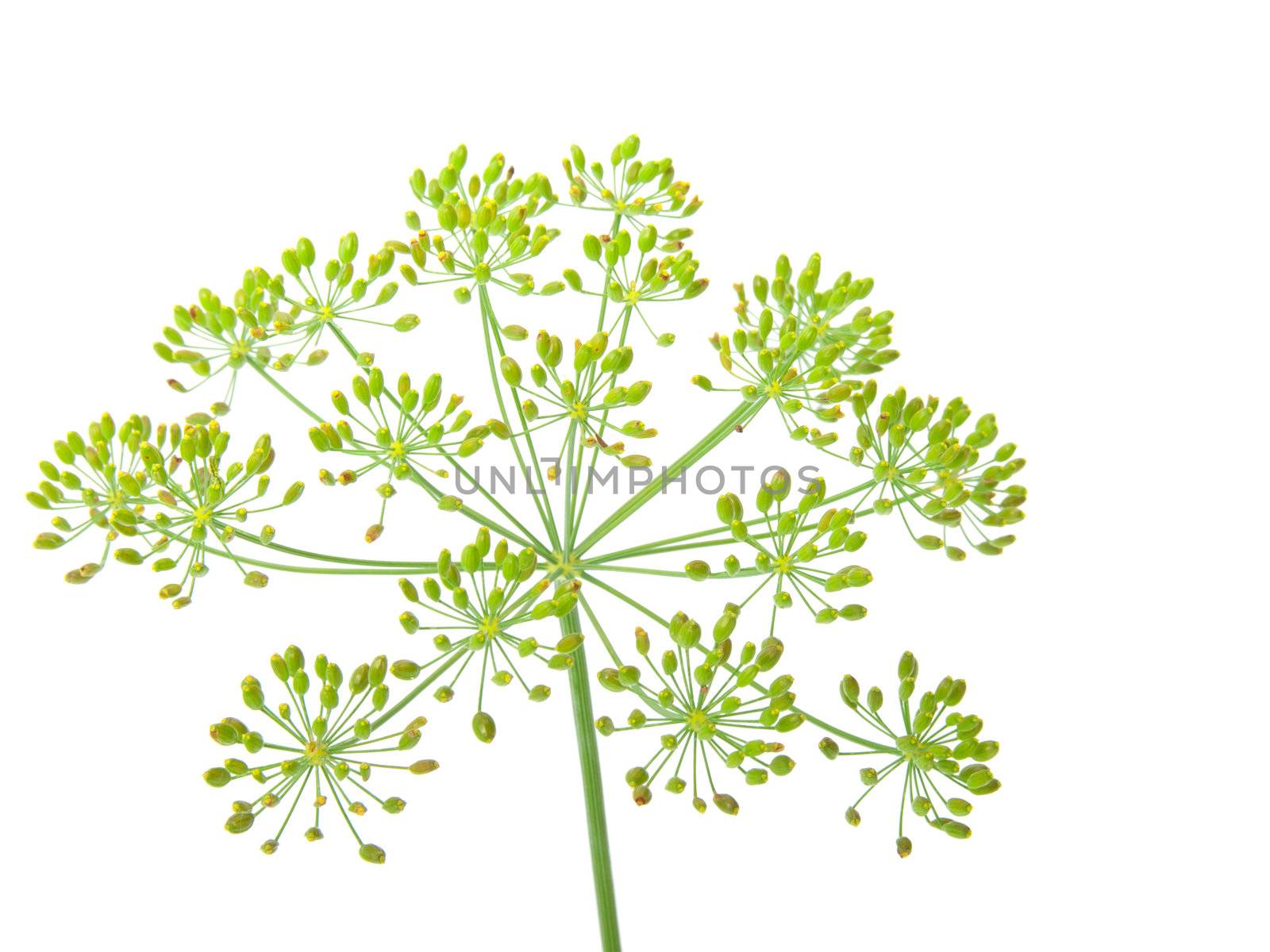 Close-up of dill  by motorolka