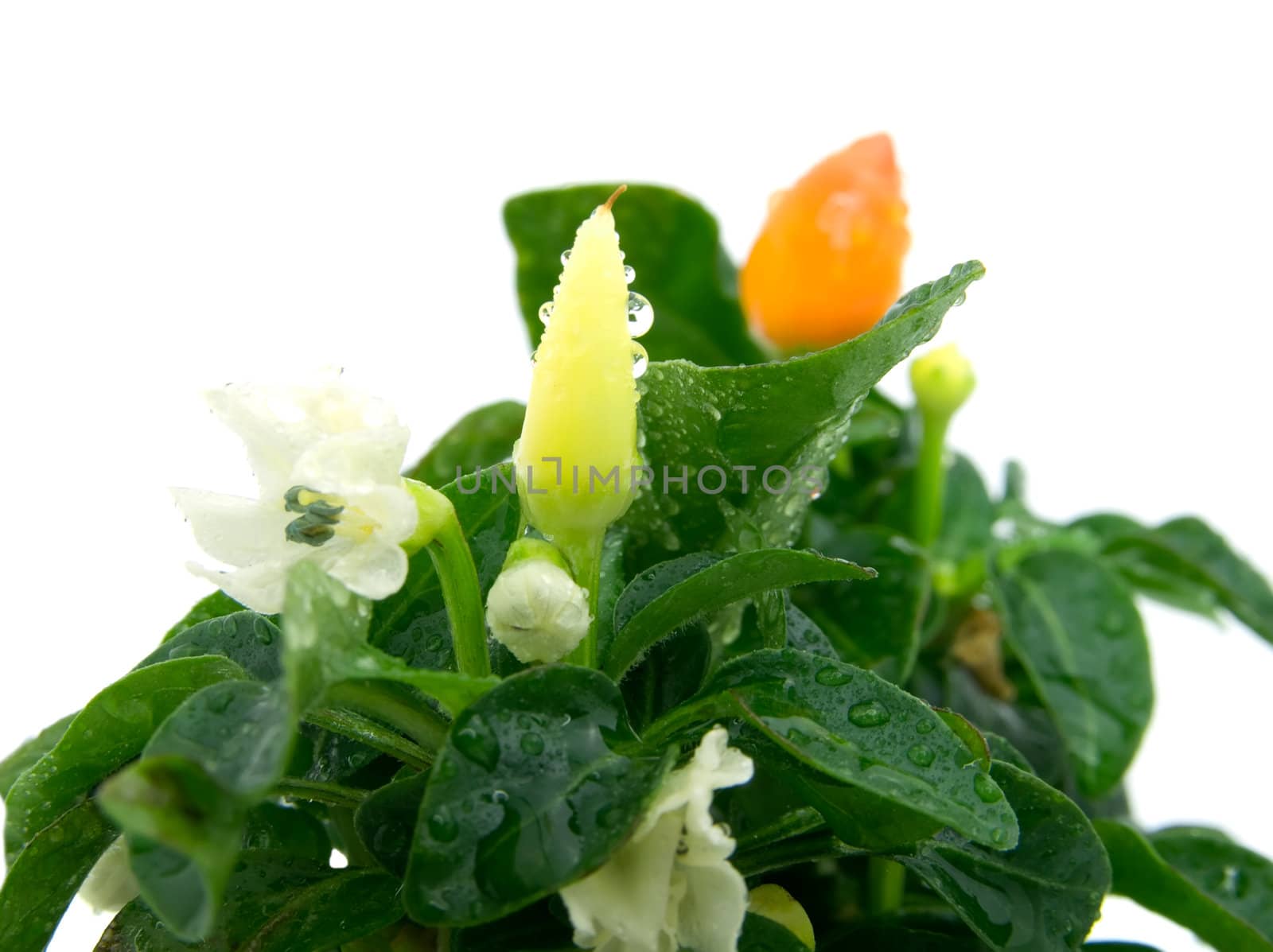 Pods of pepper on white background 