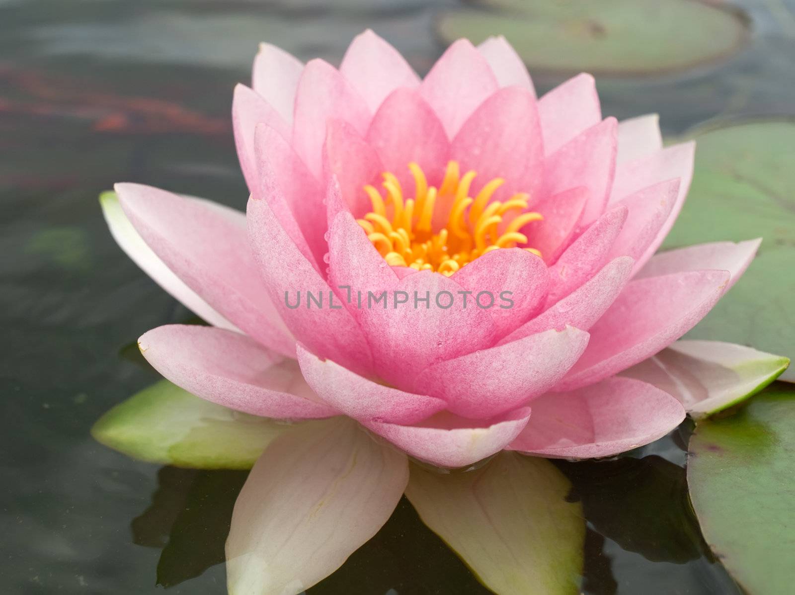 Water lily in a pond  by motorolka