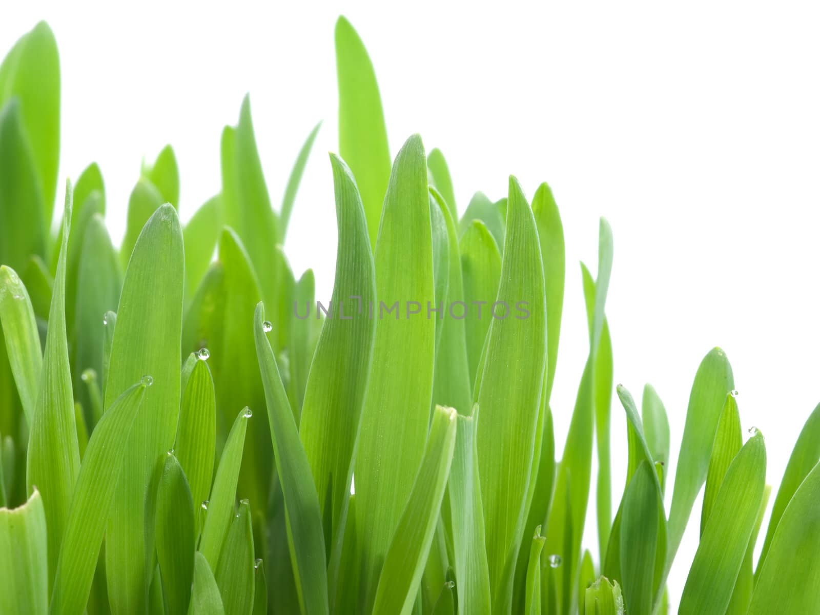 Fresh spring grass on white isolated background, macro 