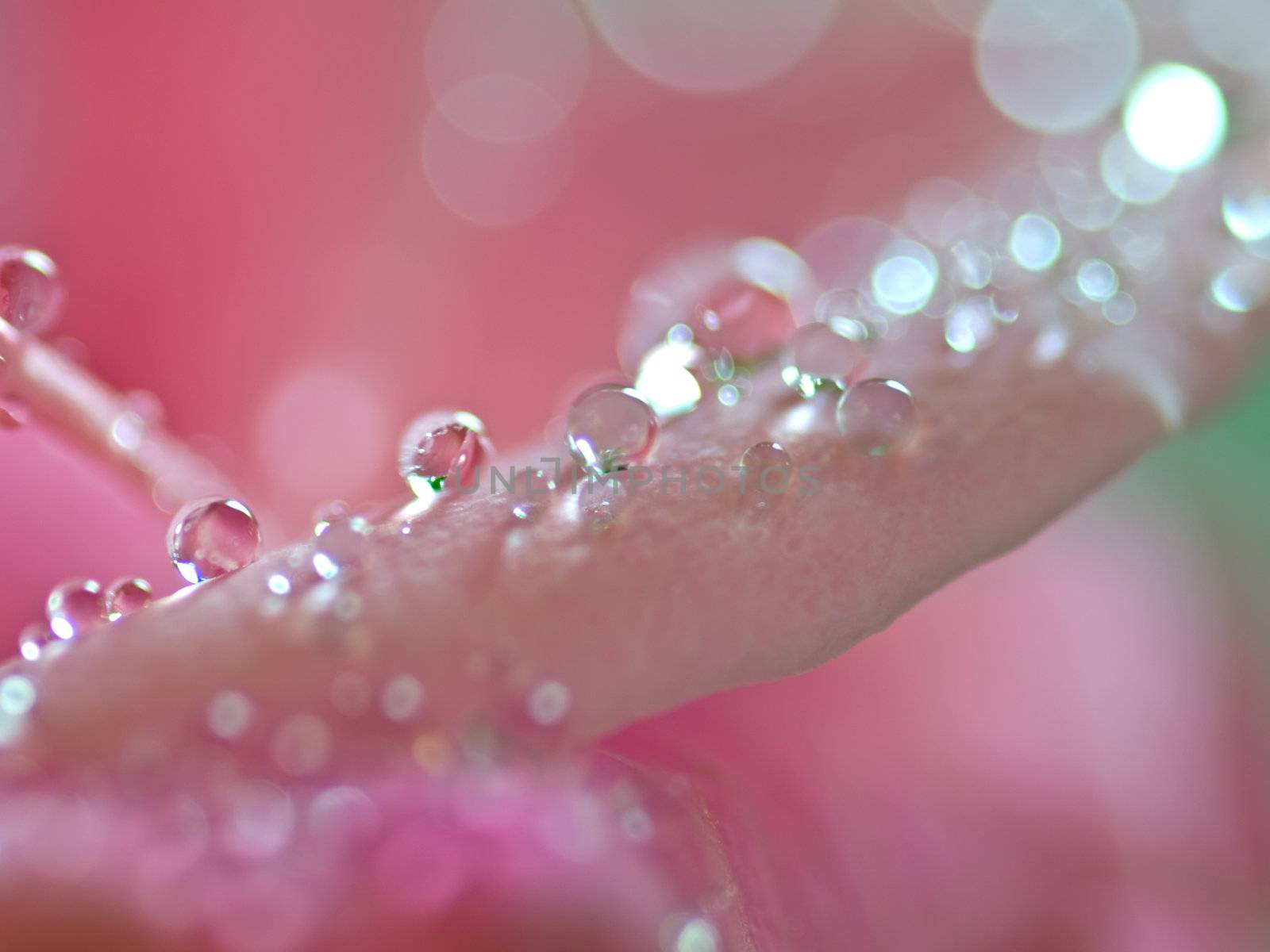 Macro of pink rose flowers with water droplets 