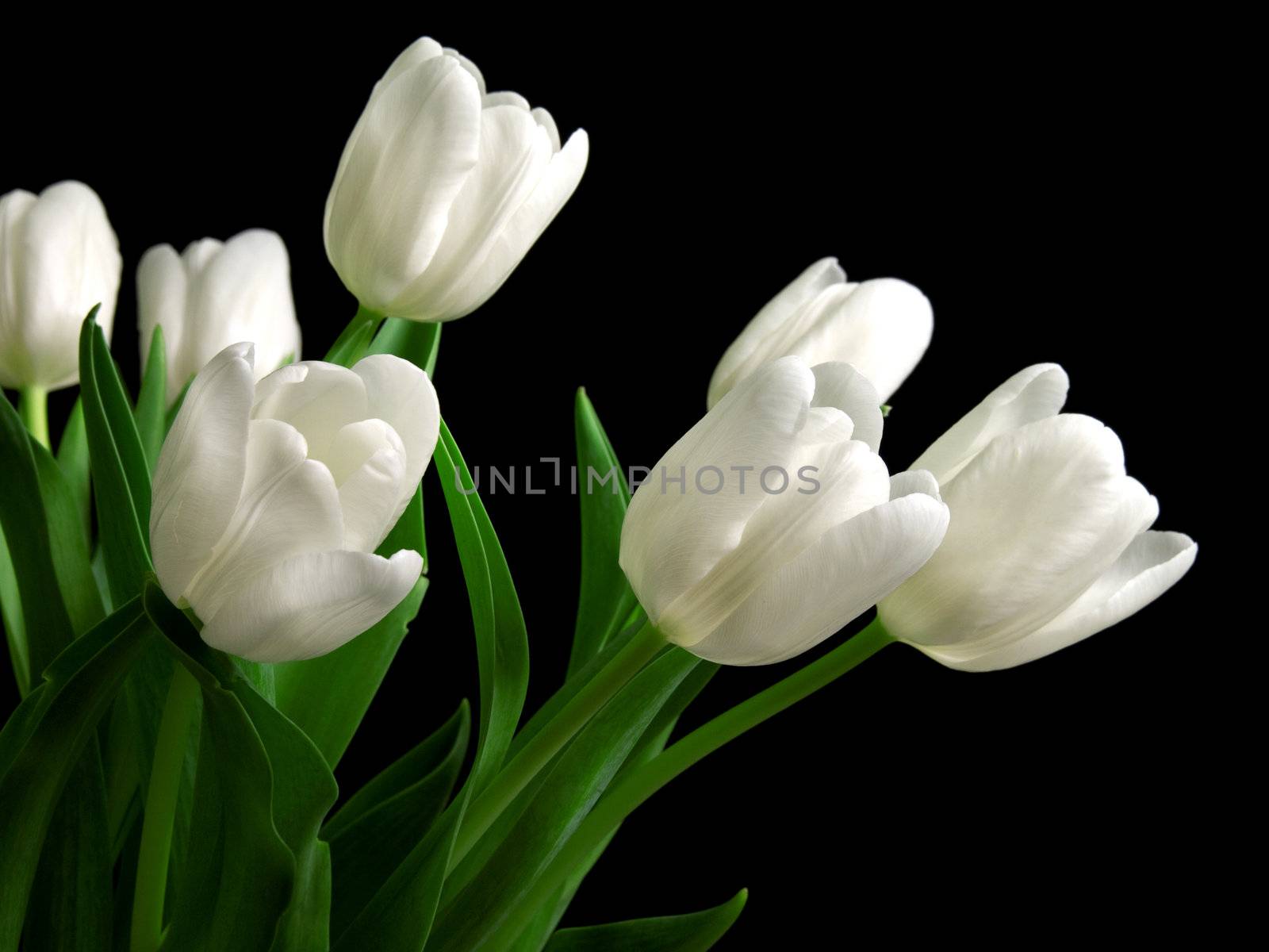 white tulips on black background by motorolka