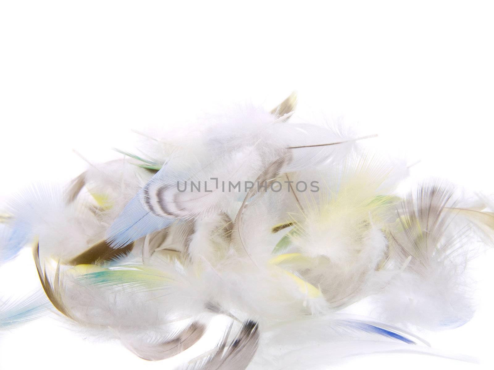 feathers fallen on white background 