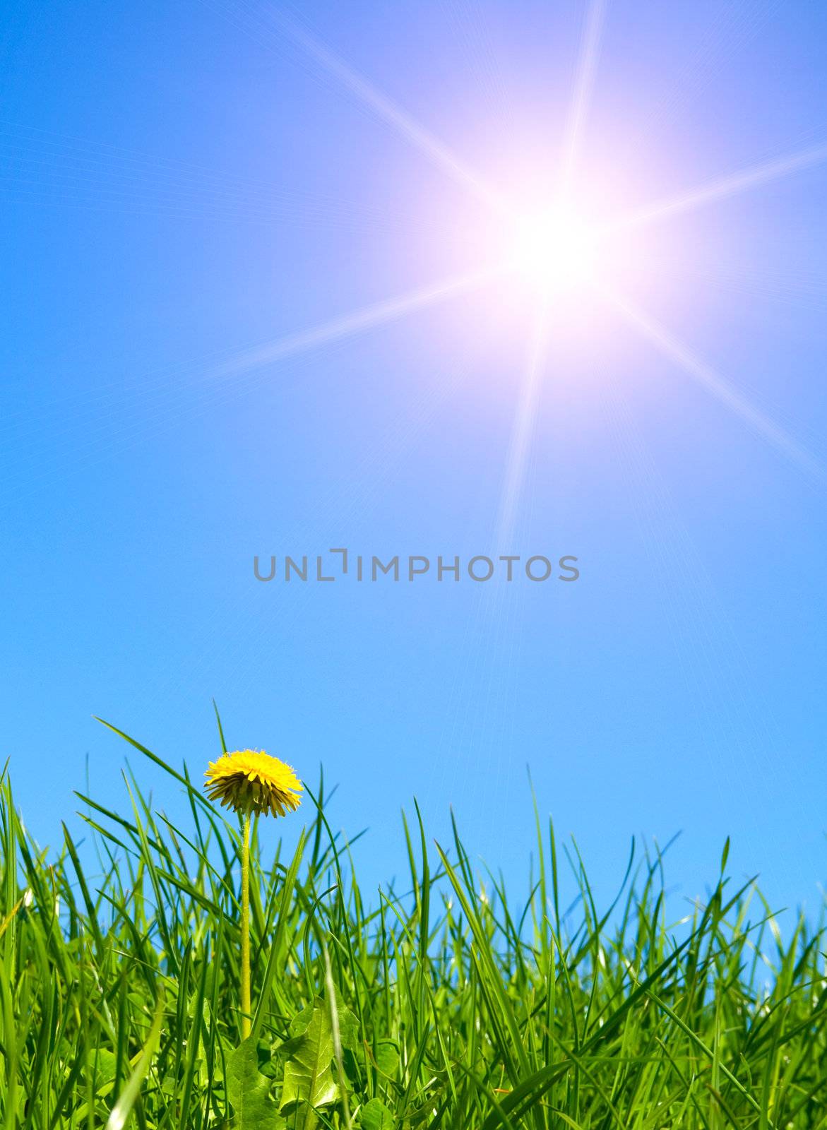 one yellow dandelion in young fresh green grass, spring  