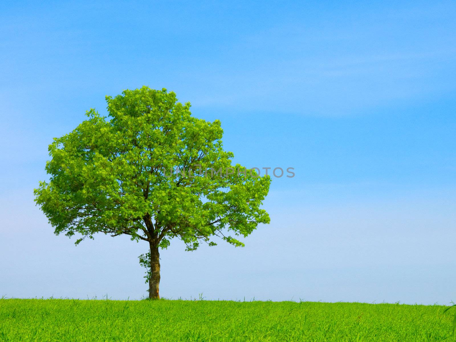 Spring landscape - green tree on the blue sky  by motorolka