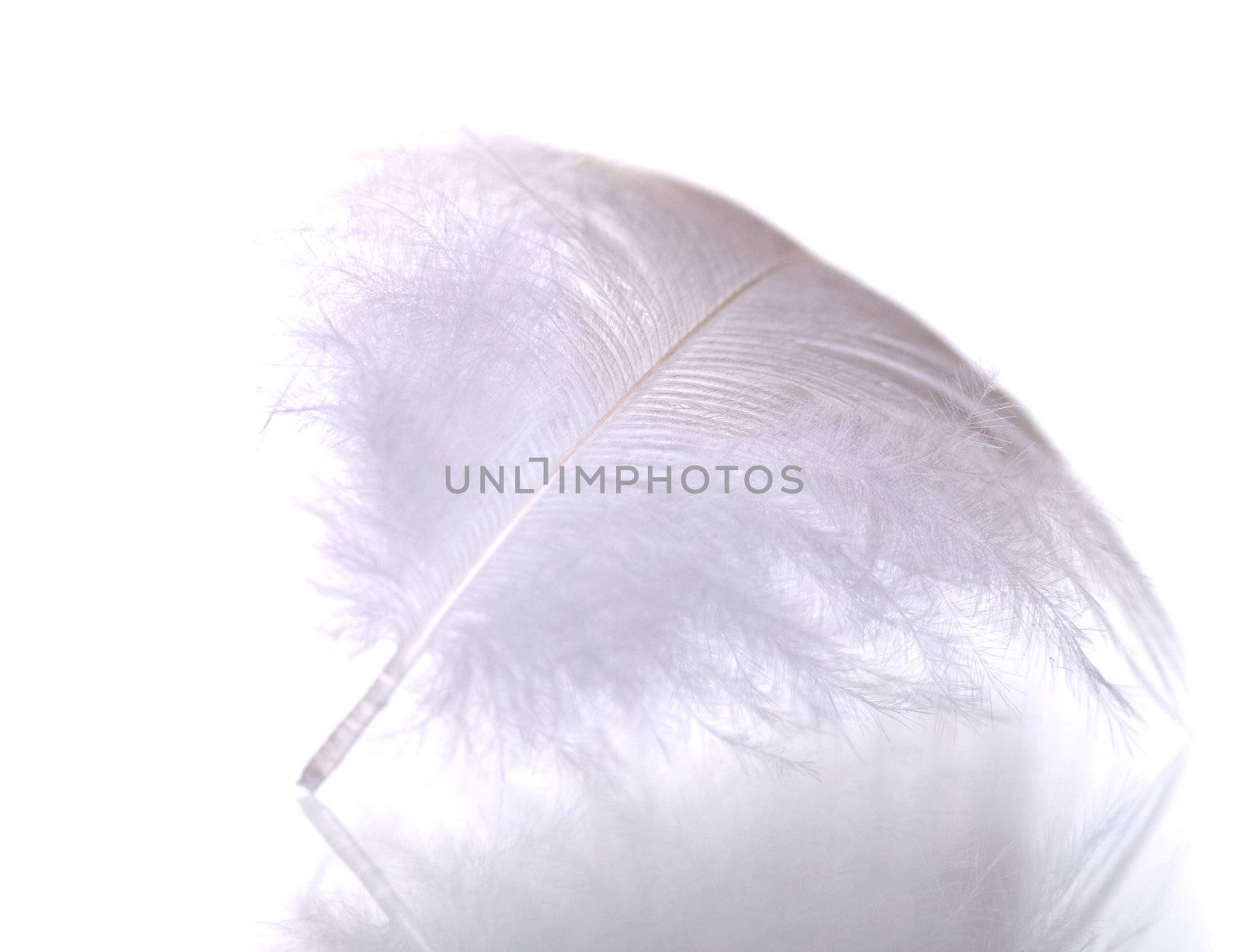feather isolated on white background 