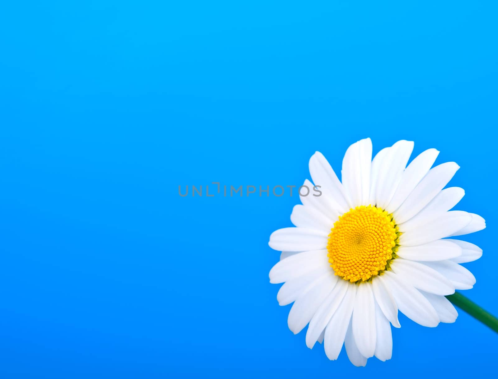 camomile on blue background 