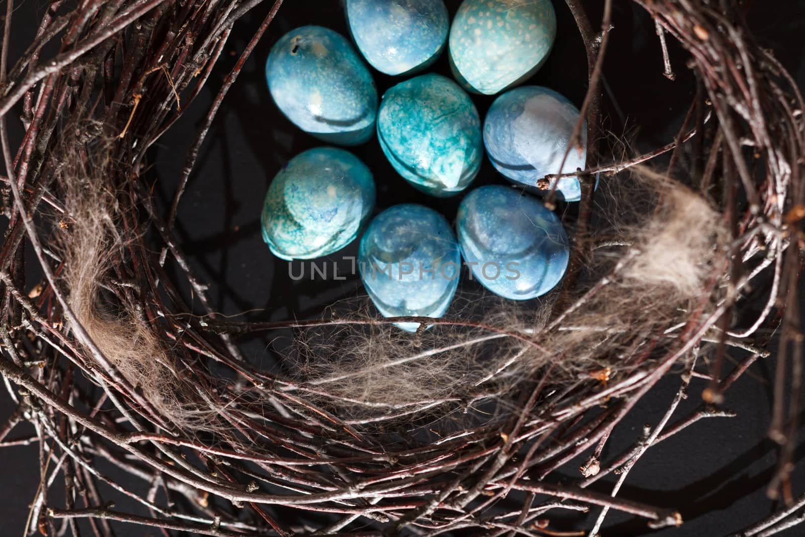 blue eggs in the nest
