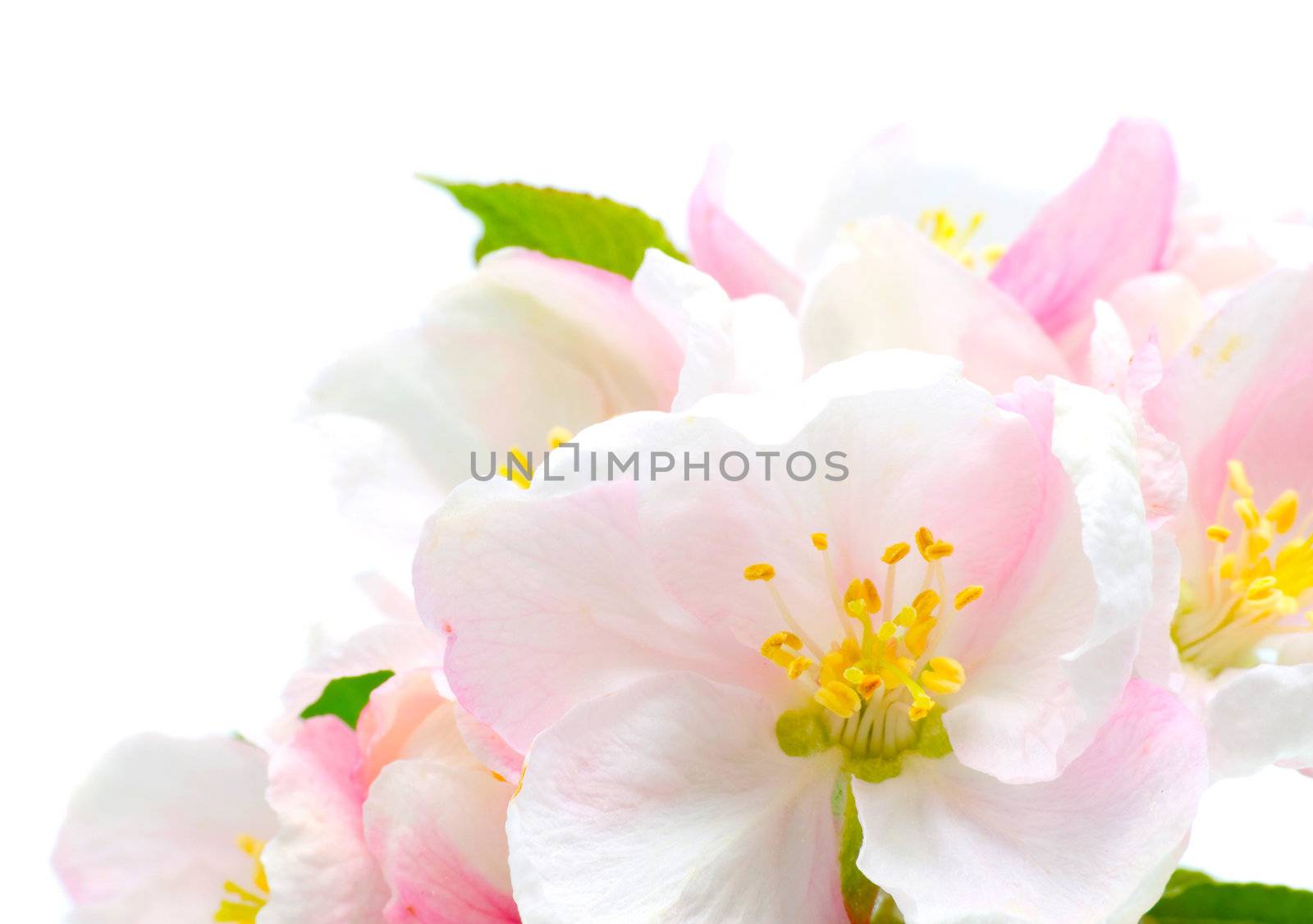 Apple Blossom closeup.Studio isolated