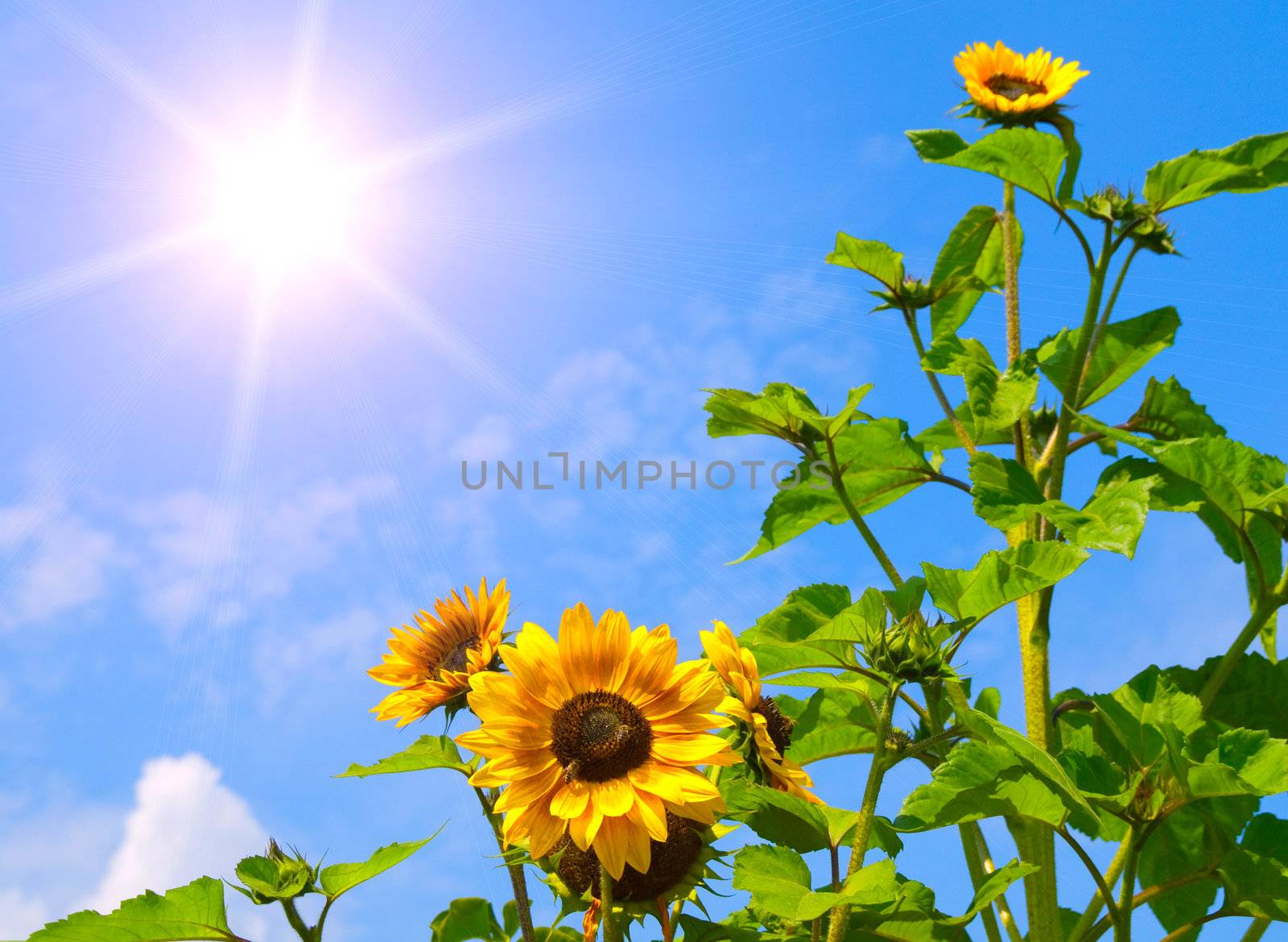 sunflowers on blue sky with sun