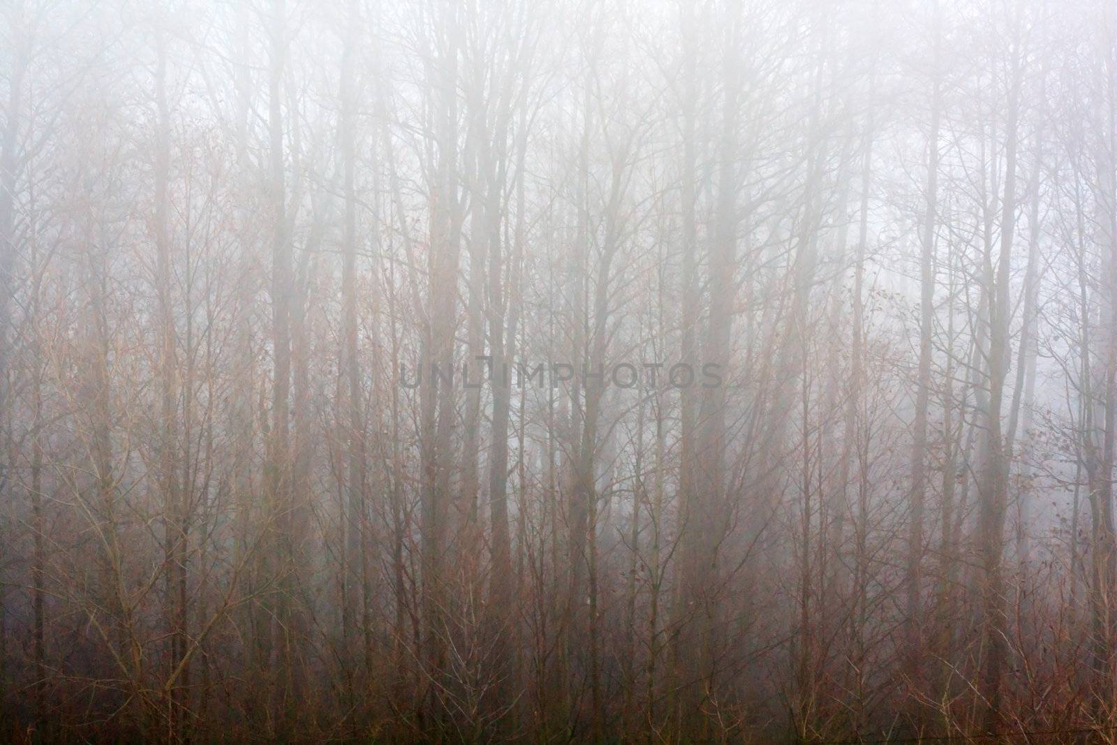 Trees in fog  by shebeko