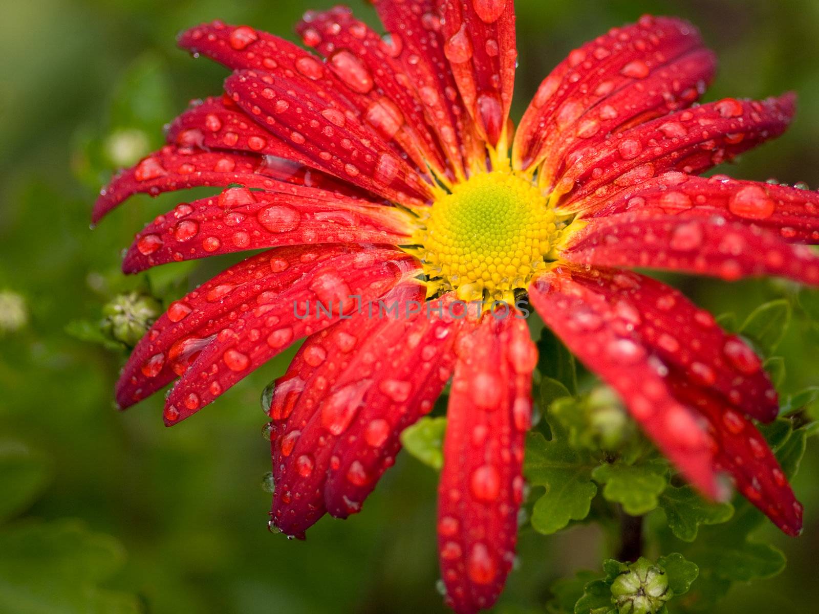 red flower chrysanthemum with rain drops by motorolka