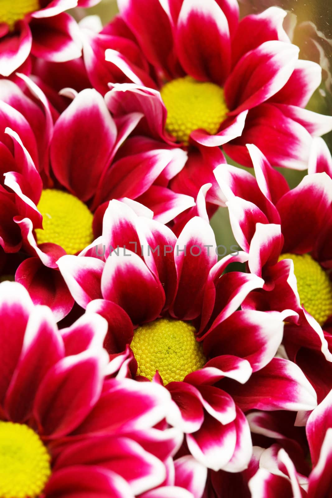 chrysanthemums as background
