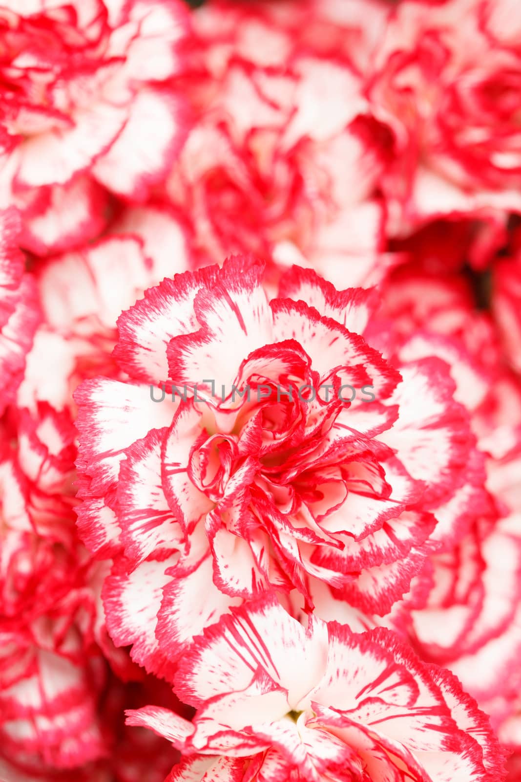 carnation bouquet by shebeko