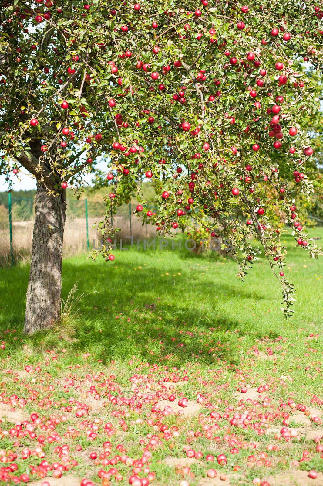 Apple tree by fyletto